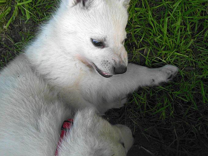 Weisser Schferhundwelpe von den Grenzgngern